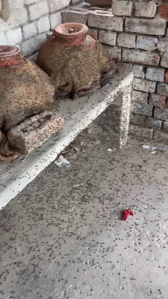 Flies sitting on pots are spreading diseases in the village.