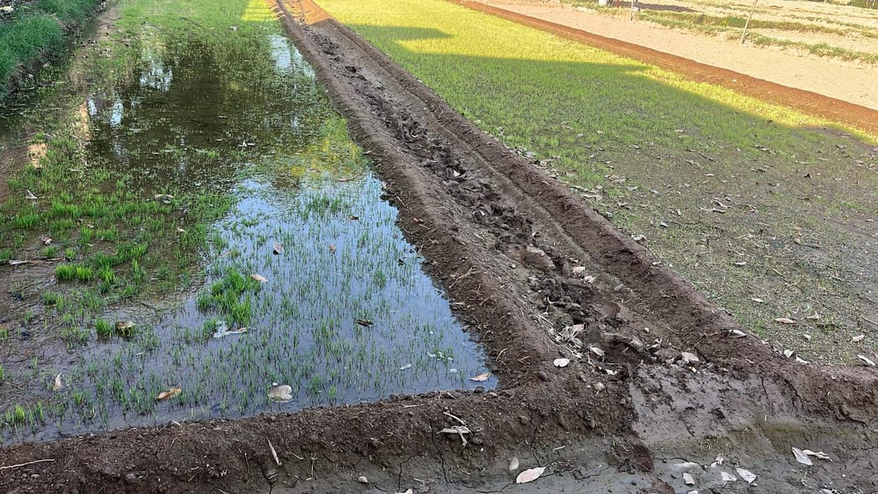 Farmers in BBN started planting paddy seedlings.