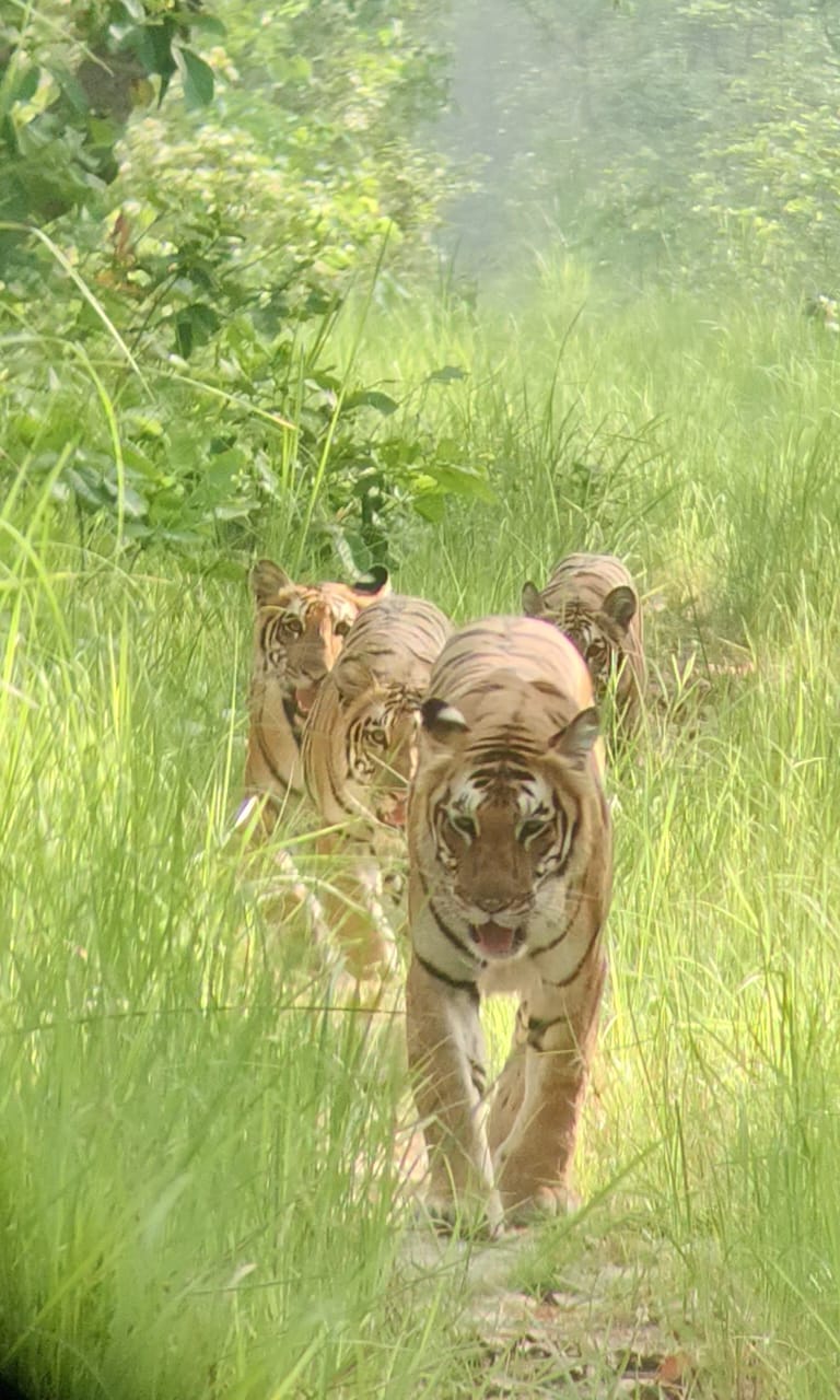 Tourists were thrilled to see the antics of the tigress with her three cubs.