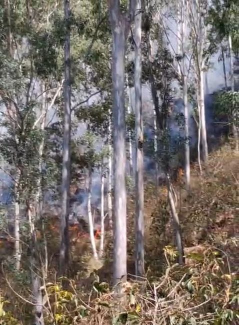 Forest wealth worth lakhs reduced to ashes due to forest fire in Rampur and Nirmand sub-divisions
