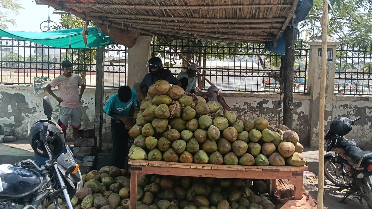 Nautapa heats up, drizzle expected today