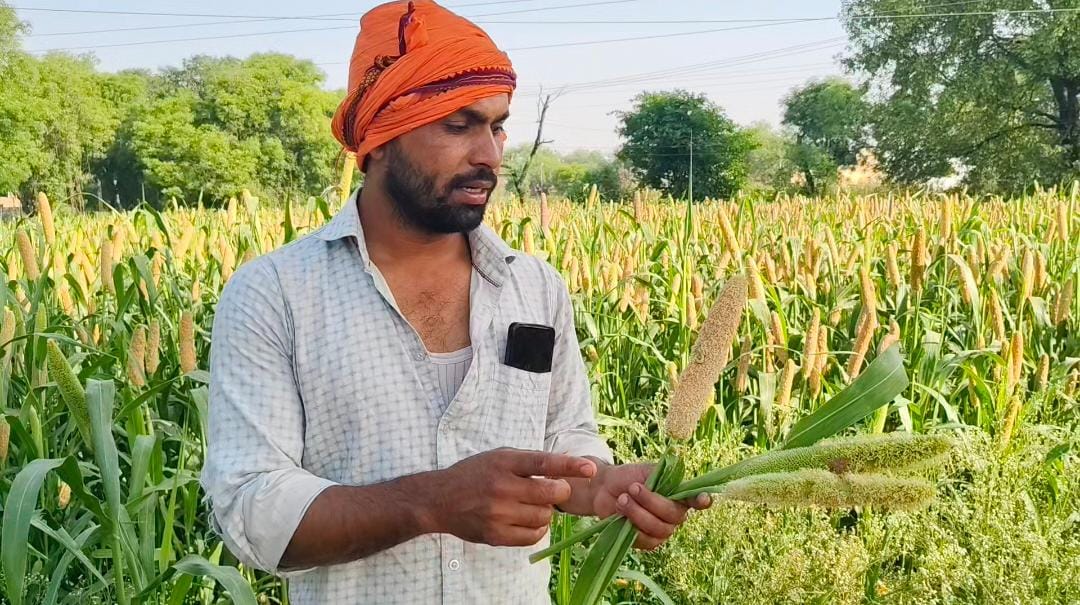 Blanket insects wreak havoc on millet crops, even chemical medicines are ineffective.
