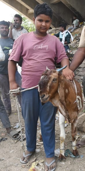 90,000 worth of goats attracted attention