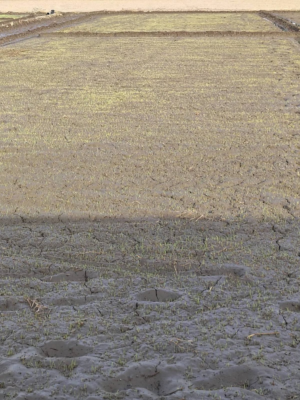 The rise in temperature has put the rice plants in danger