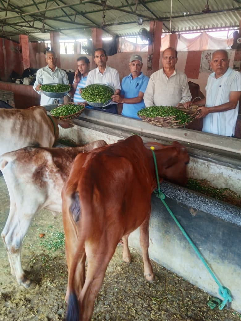Parshuram Dal fed fodder to mother cow on the occasion of Ekadashi.