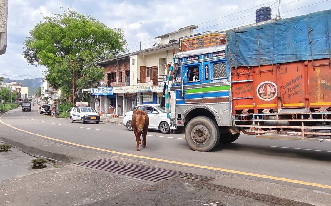 Stray animals occupy the roads in Barsar, increasing difficulties for pedestrians and vehicles.