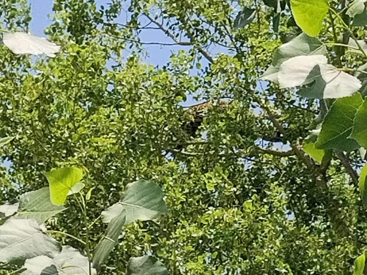Leopard attacks couple, climbs tree, area cordoned off