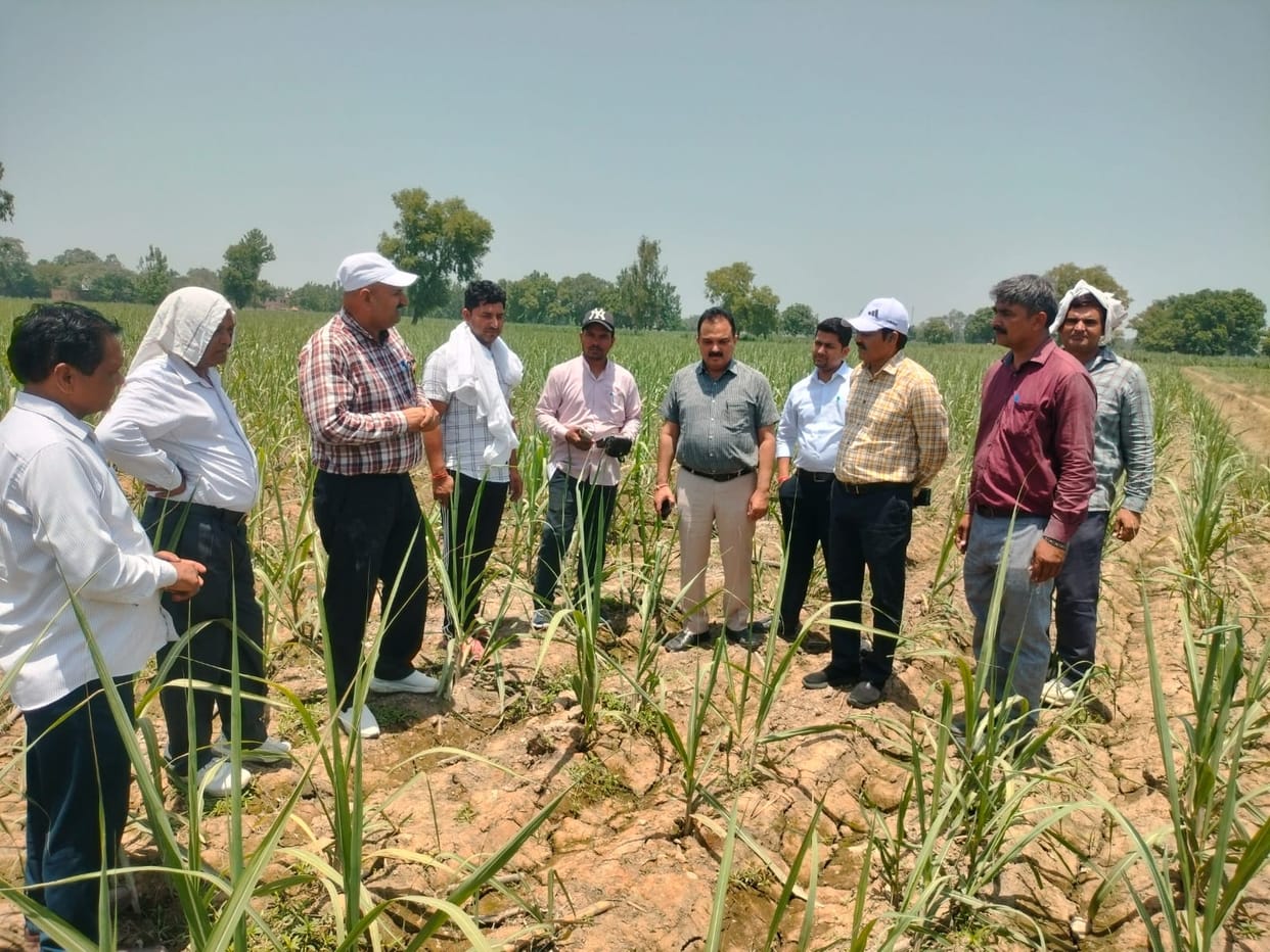 The district sugarcane officer conducted a surprise inspection of the sugarcane survey.