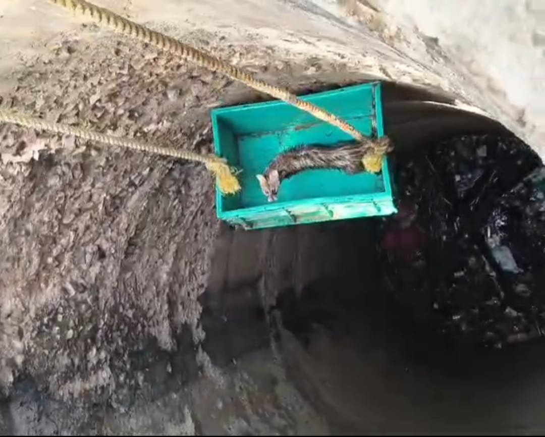 Rare animal mongoose rescued from dry well