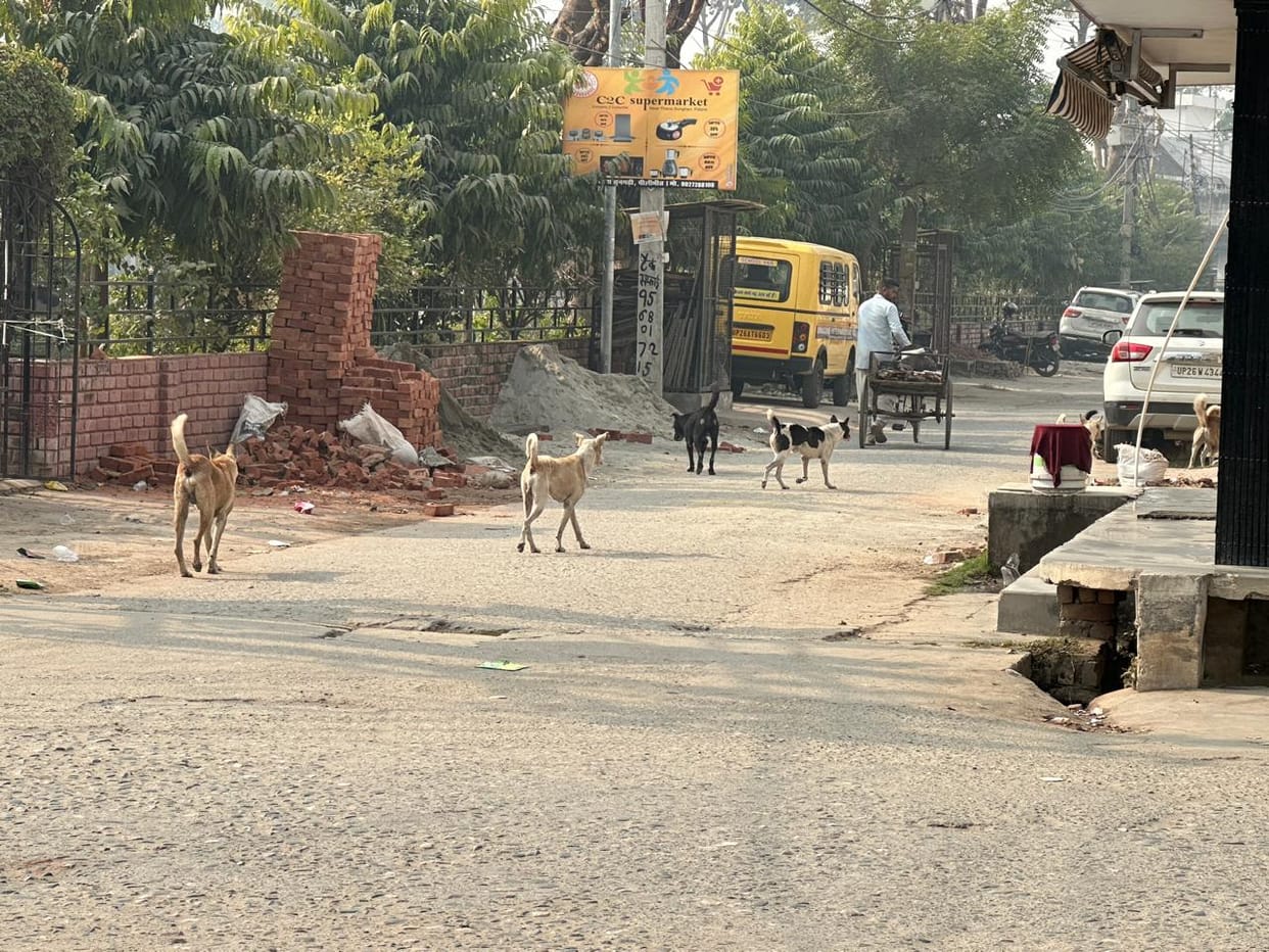 Dogs and monkeys are a terror, and there's no agency to catch them.