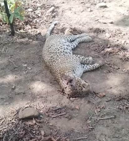 Leopard dies in Dr. Ambedkar Sanctuary: Villagers accuse ranger of negligence