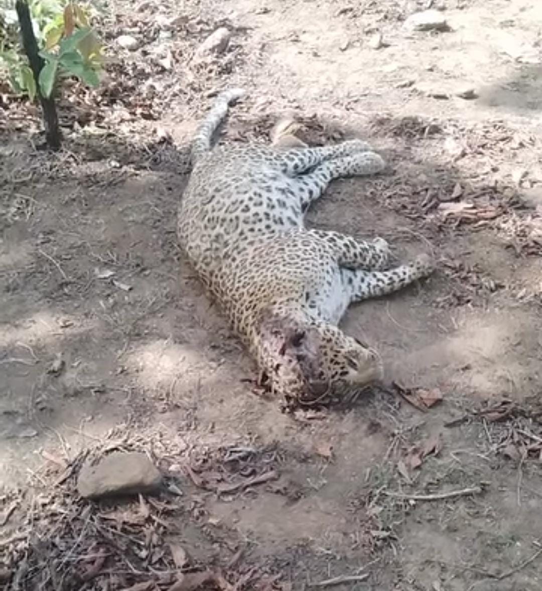 Leopard dies in Dr. Ambedkar Sanctuary: Villagers accuse ranger of negligence