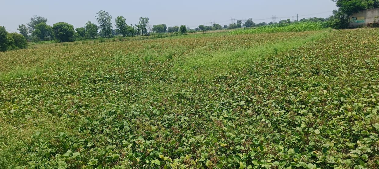 Heavy storm and rain caused damage to moong and urad