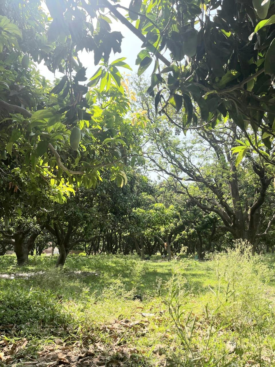 Nature's wrath: Mangoes are becoming out of reach of common man due to storm and rain.