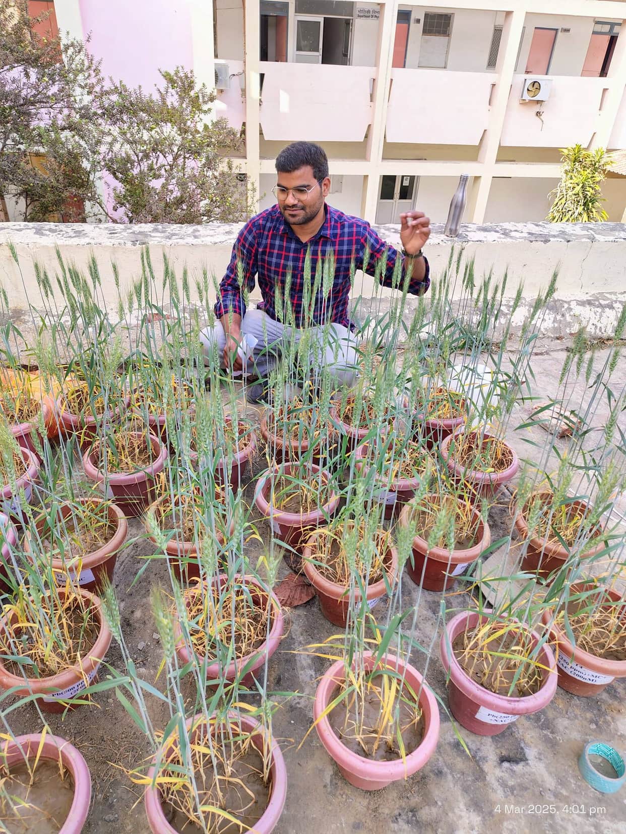Hope...now safe wheat will be able to grow even in poisonous soil