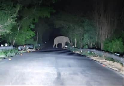 Four elephants run amok in Marwahi and causing extensive damage to a farmhouse and crops