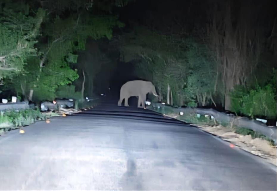 Four elephants run amok in Marwahi and causing extensive damage to a farmhouse and crops