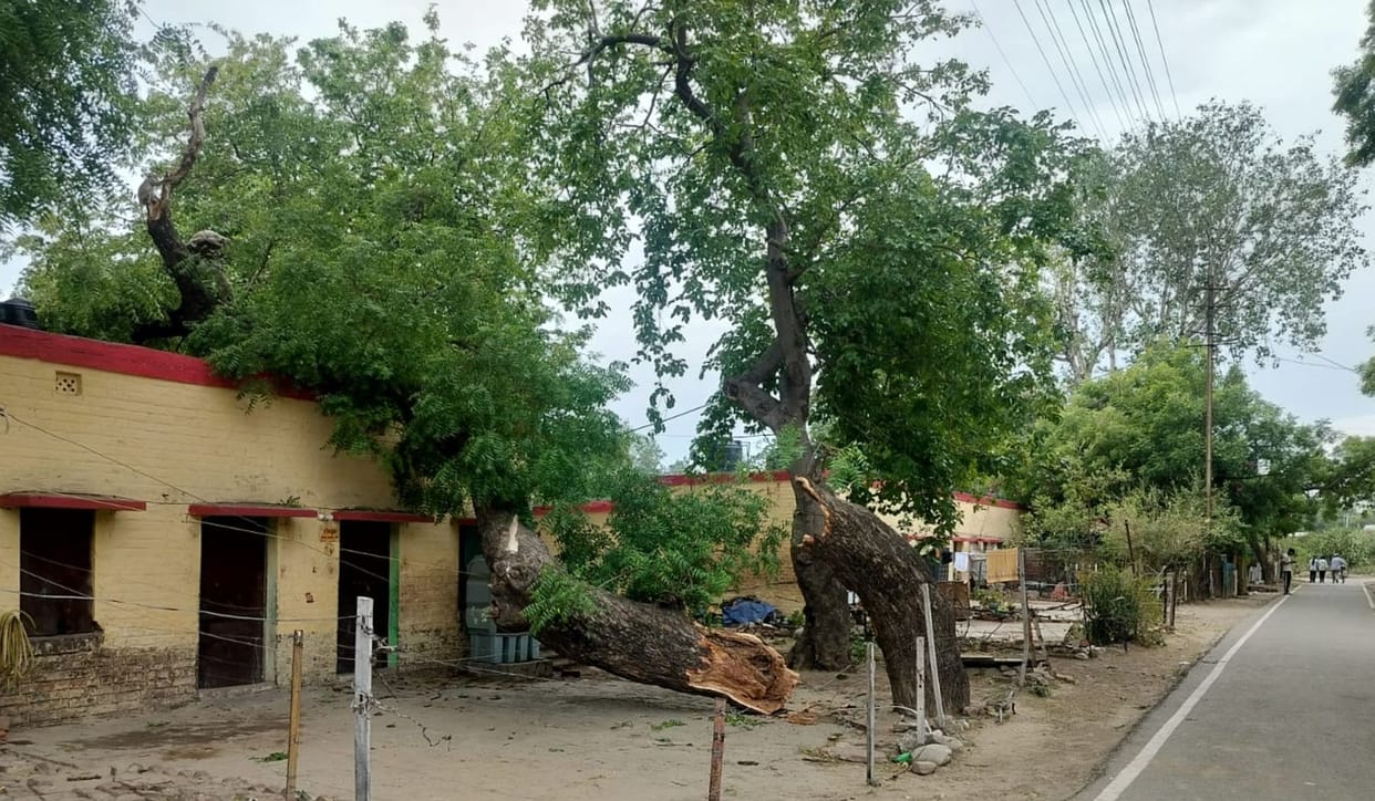 Decades-old trees and 50 poles fell in Tundla.