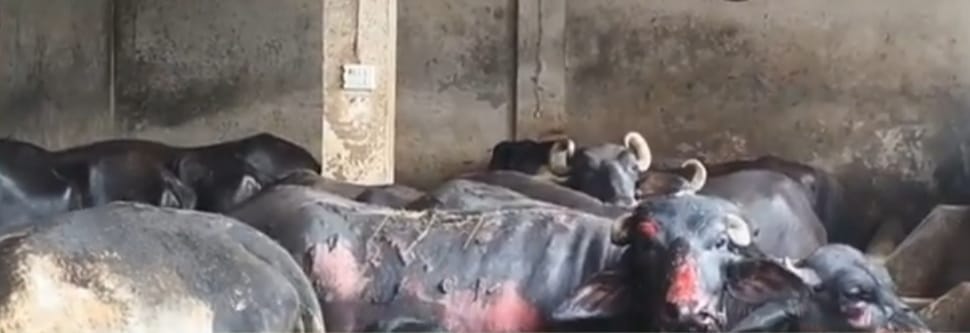 A buffalo and two calves died in a dairy fire, and several animals were scorched.