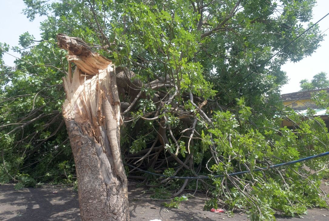 Storm and rain wreak havoc: Rickshaw driver killed, seven injured after tree and wall collapse