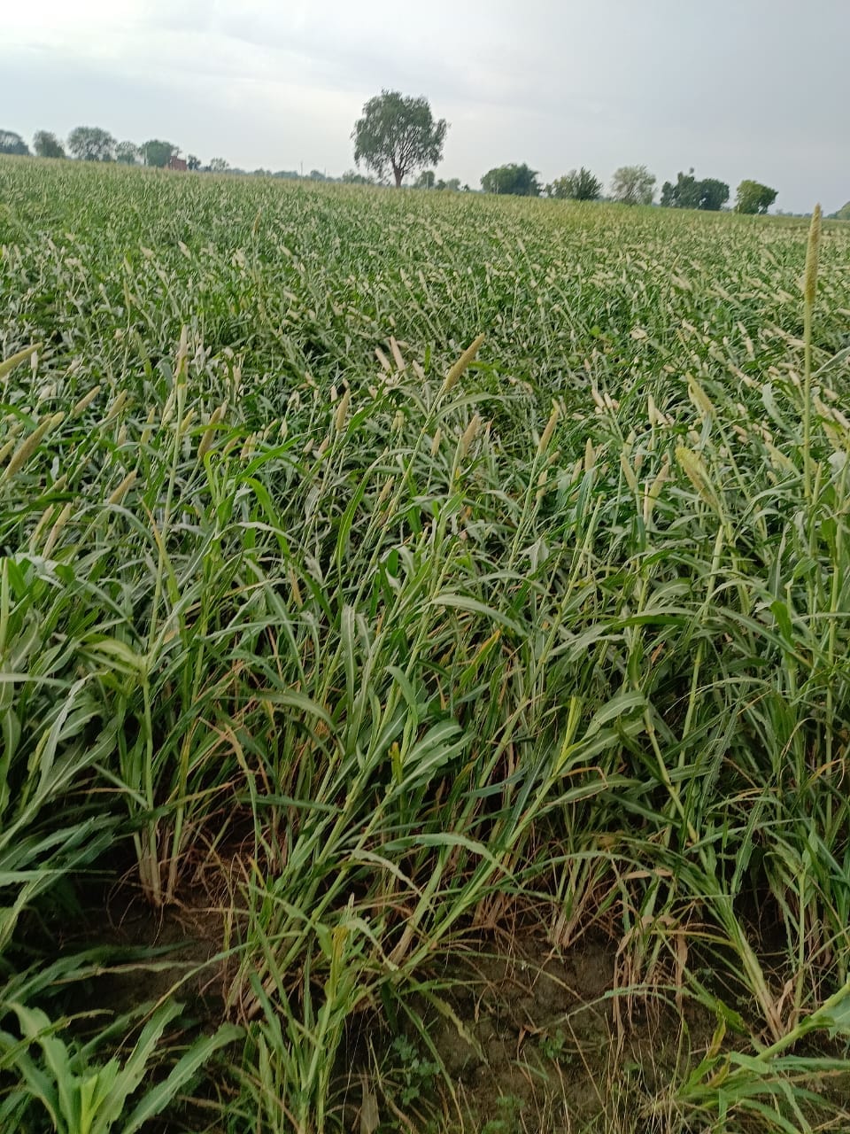 Storm causes damage to millet, sorghum, and maize crops.