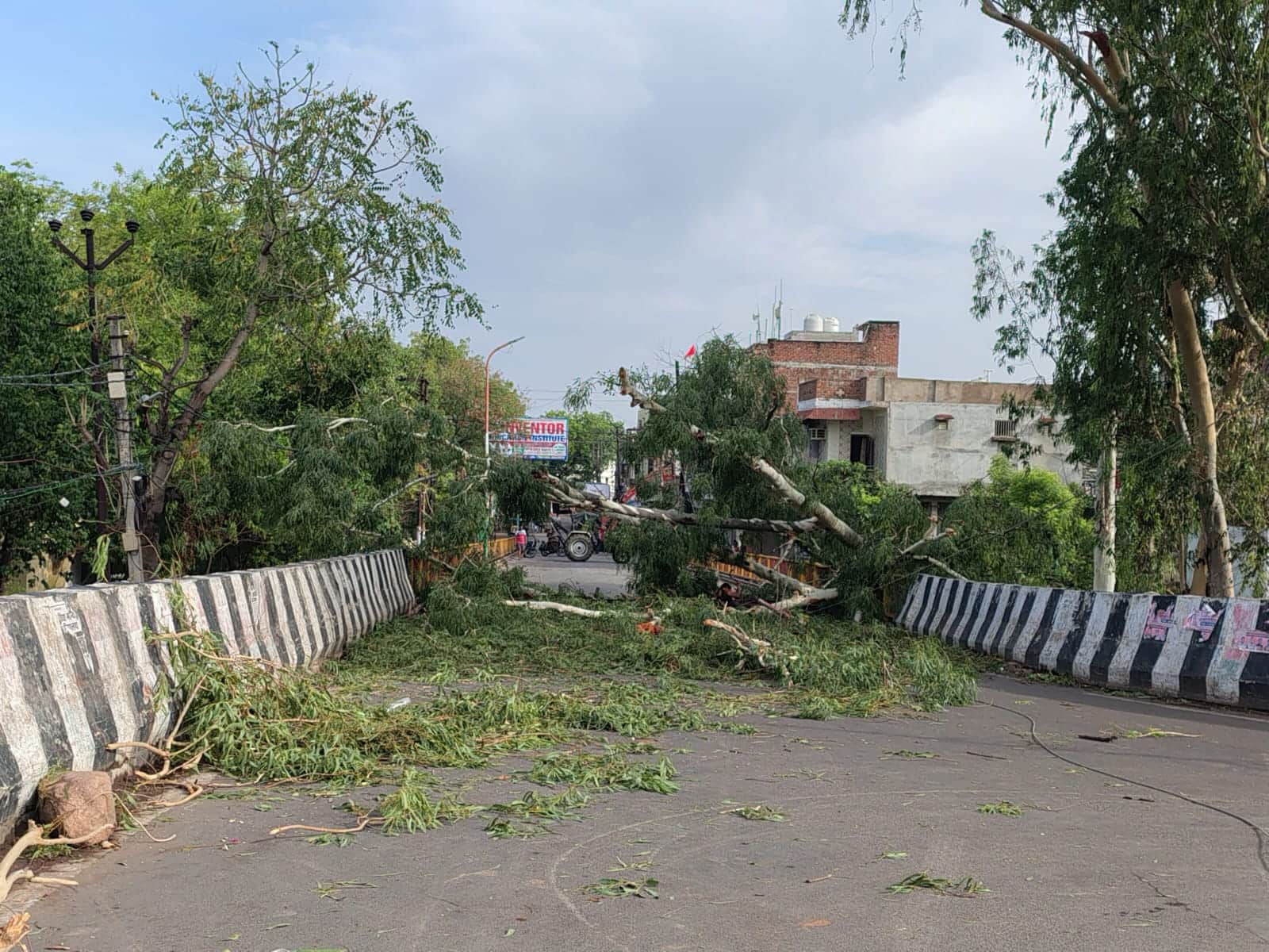 फोटो- 11 आंधी से धरासाई हुआ पीली कोठी रोड स्थित ओवरब्रिज में गिरा यूके लिप्टस का पेड़। संवाद