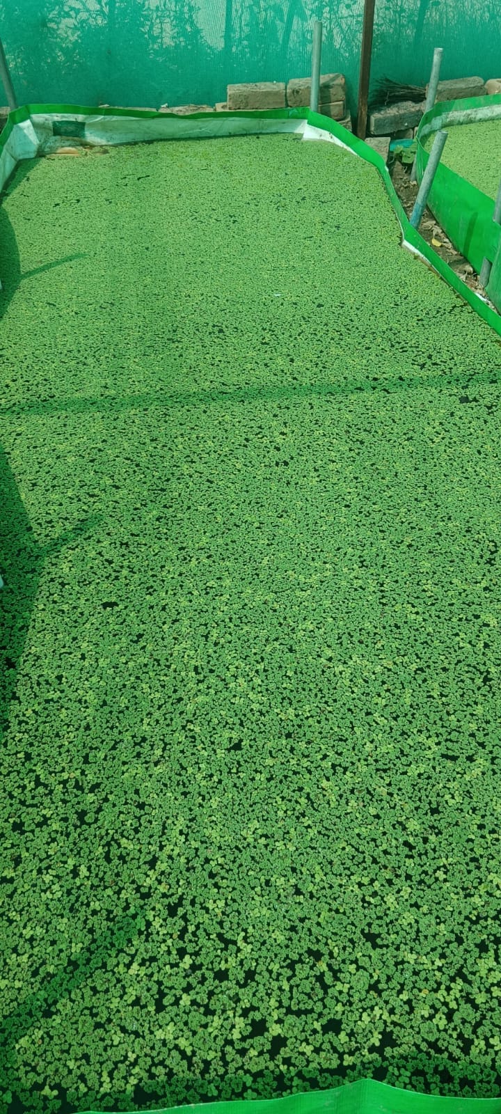 Azolla will fulfill 30 percent of the need for chemical fertilizers in paddy cultivation.