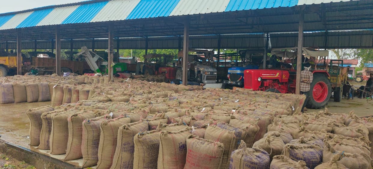 The storm and rain have caused a crisis for the mung-urad and onion crops.