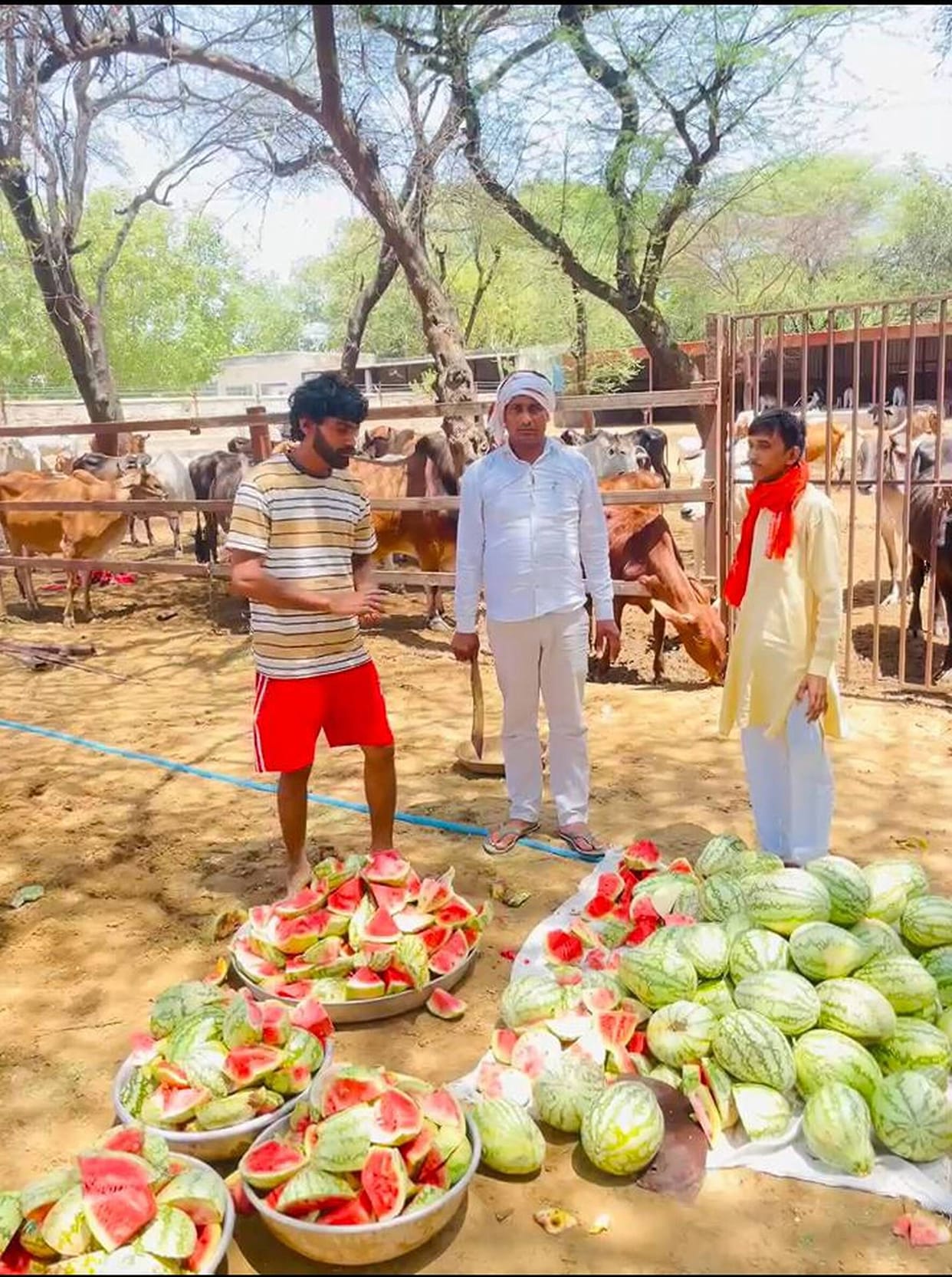 The Janhit Sangathan organized a 'Savmani' feast at the cowshed.