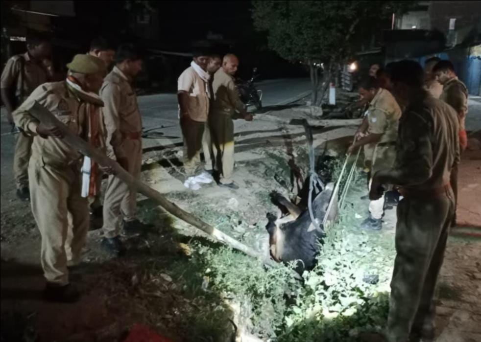 Police personnel saved the life of a bull that fell into a drain.