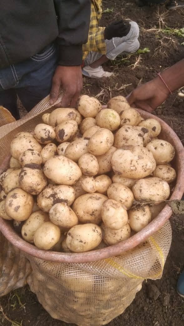 A Hesitant Start: Profits Pave the Way for Potato Farmers' Prosperity