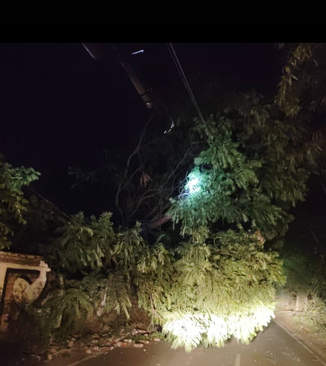 Temperature plummeted...storm uprooted trees, felled poles