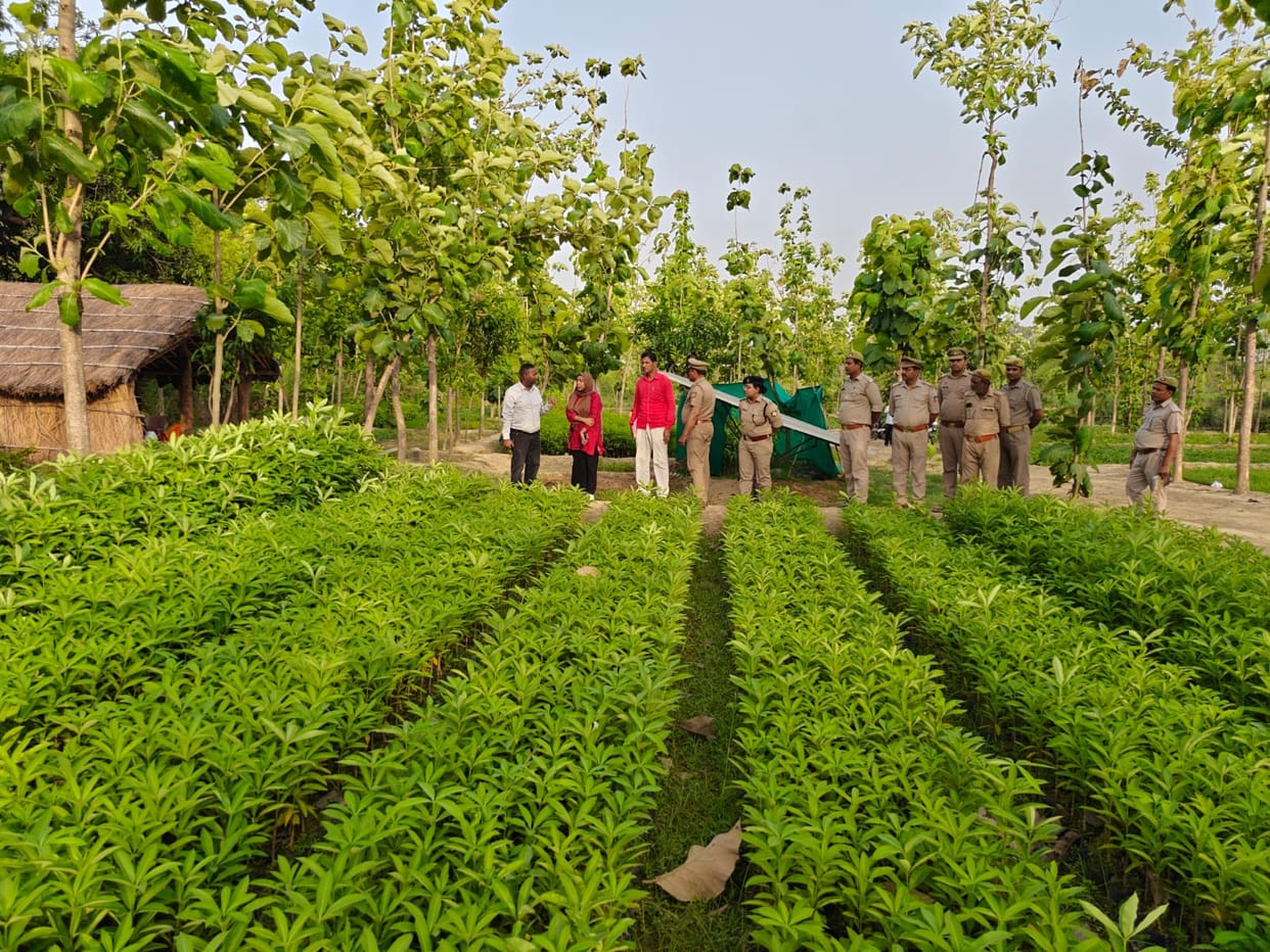 Five new nurseries have been established, 72 lakh saplings will be grown in 32