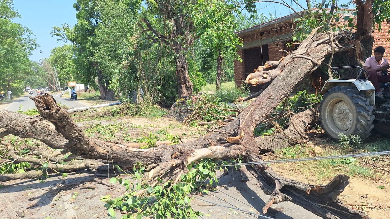 Trees Uprooted by Storm; Heavy Damage to Mango and Litchi Crops
