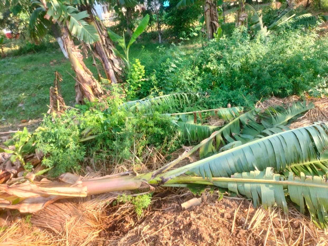 Strong winds and rain damage rice nursery and mango