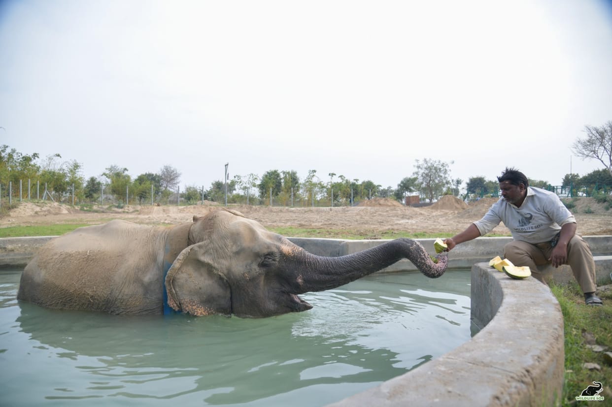 Elephants and Bears Frolicking in the Water During the Summer