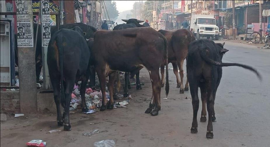 Trouble due to stray animals on the main road of Nagar Panchayat Dohrighat