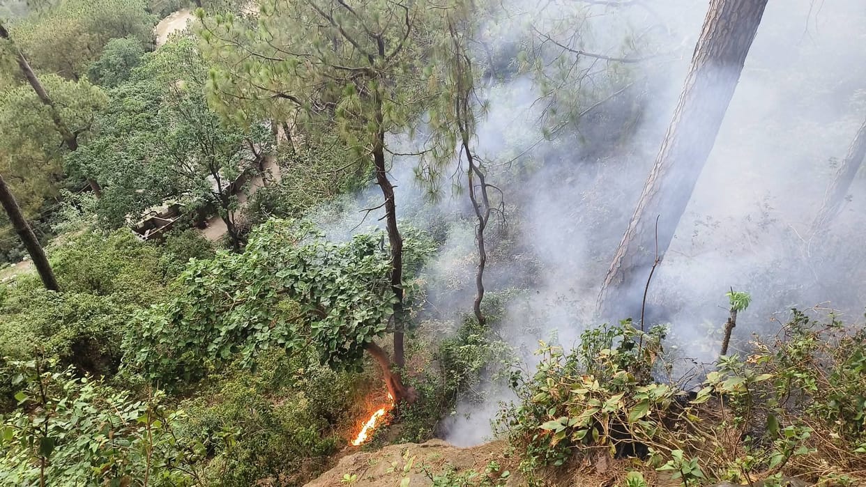 Rain showers bring relief to forest department as forest fires subside