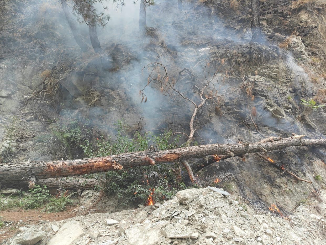 A large part of the forest was reduced to ashes in a few hours.