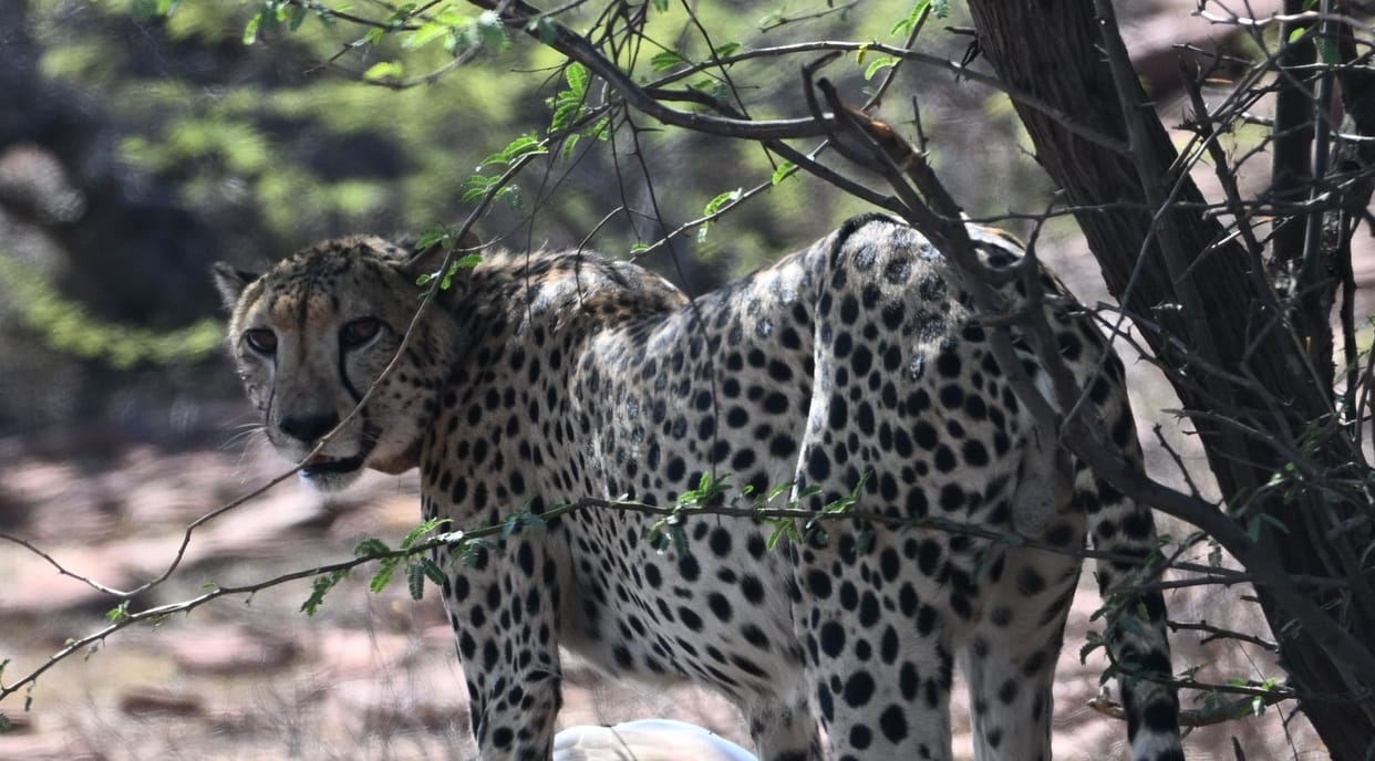The leopard has reached Bandh Baretha, 192 km from Kuno.
