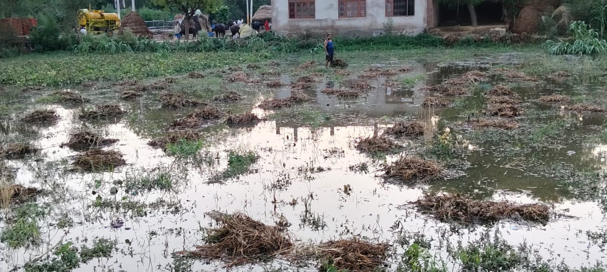 Urad-moong crop was destroyed due to rain
