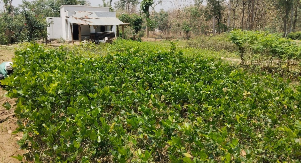 20 lakh saplings prepared in four nurseries to bring greenery