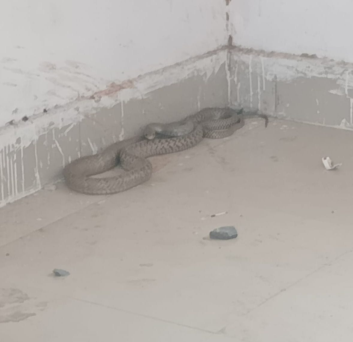 Snakes Infest Roadways Building; Employees Work Under the Shadow of Fear