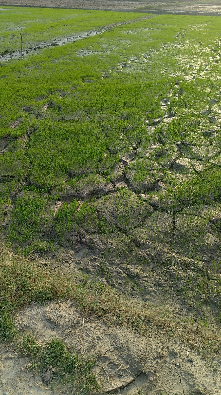 Rains prove to be a boon for farmers, Kharif preparations gain momentum