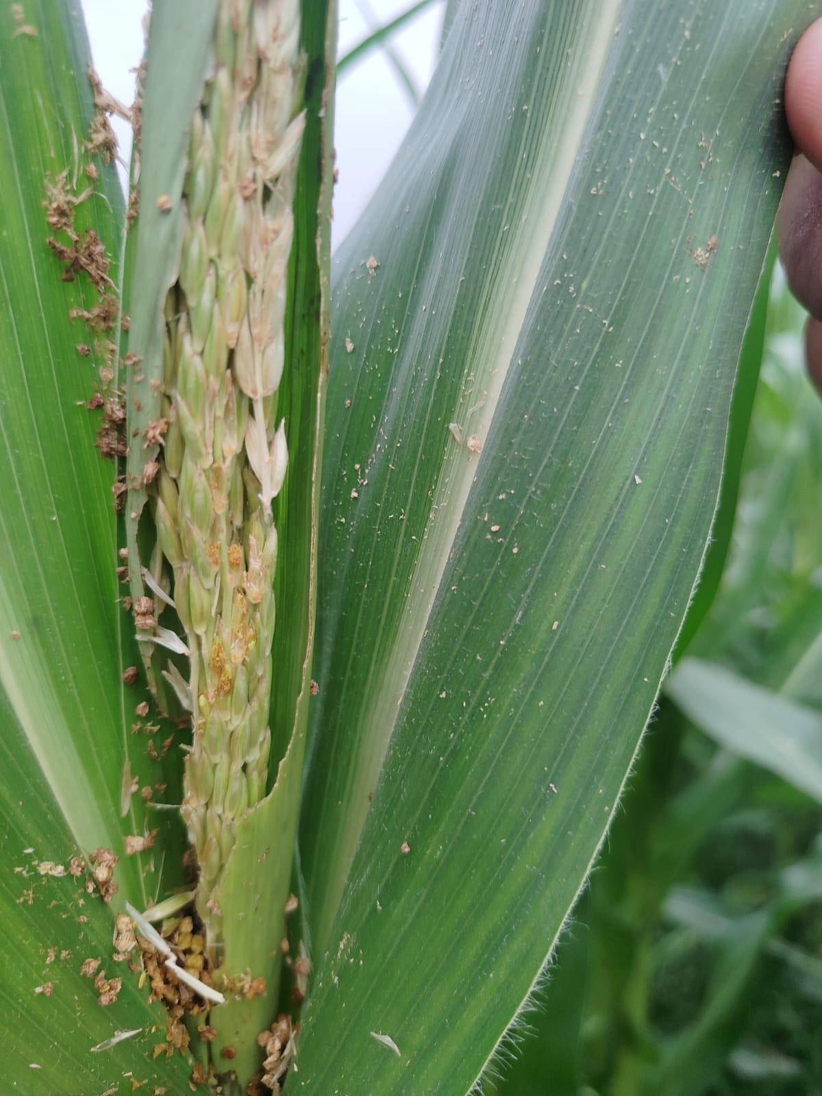 Caterpillars are devouring the maize crop, leaving farmers in tears.