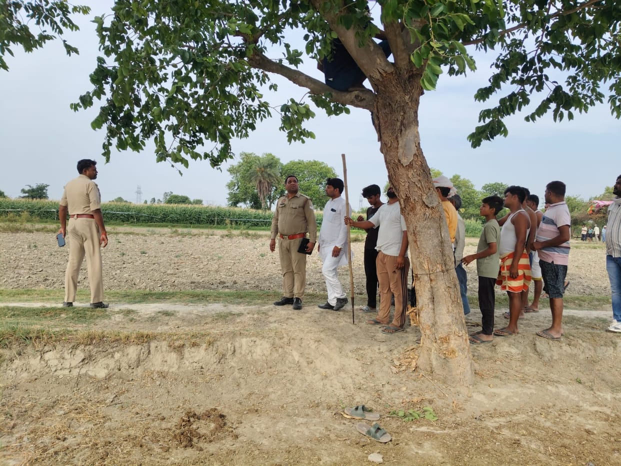 Farmer climbs tree for three hours to escape stray buffalo