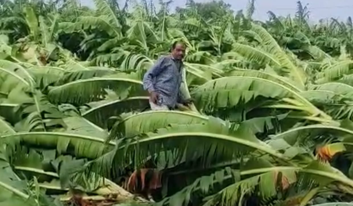 बारिश से फसल को नुकसान पहुंचा है।