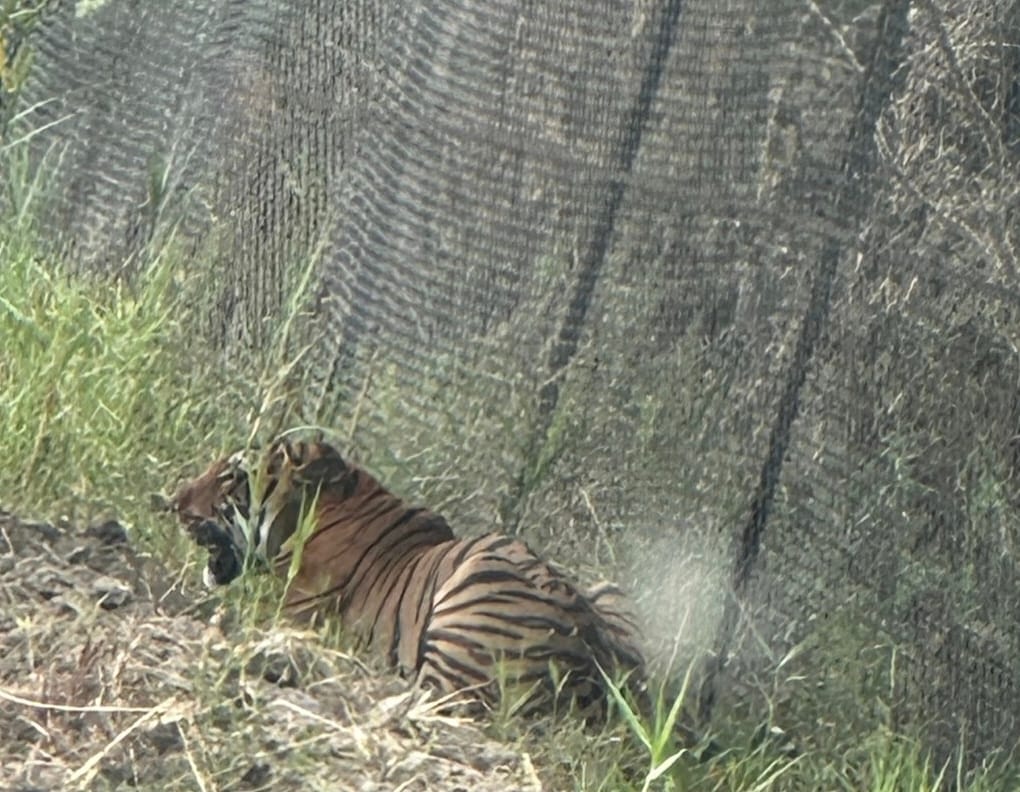 The tiger kept walking for hours along the mesh fence