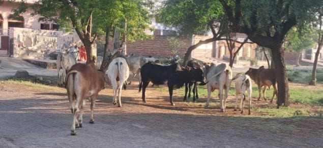 Stray animals cause distress to city dwellers and ruin to farms