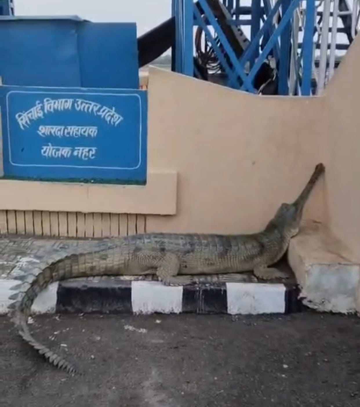 A giant crocodile wandered into the Ghaghra barrage, causing panic.